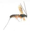 Lissonota sp.